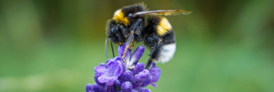 Bumble sverige